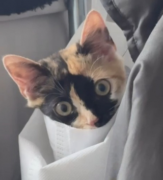 Illustration de l'article : &laquo; D&egrave;s qu&rsquo;on a un chat, on oublie la solitude &raquo;, cette chatte calico refuse de laisser sa ma&icirc;tresse seule une seconde (vid&eacute;o)