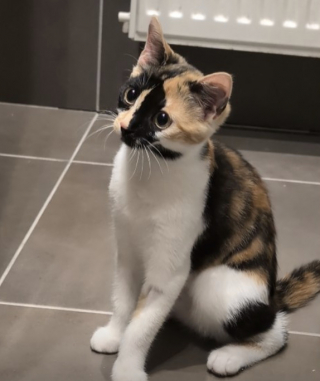 Illustration de l'article : &laquo; D&egrave;s qu&rsquo;on a un chat, on oublie la solitude &raquo;, cette chatte calico refuse de laisser sa ma&icirc;tresse seule une seconde (vid&eacute;o)