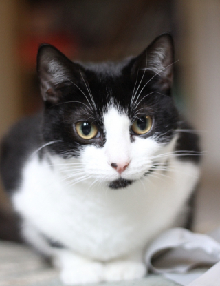 Illustration de l'article : De sortie au bar, ils oublient de nourrir leur chat, mais le f&eacute;lin les retrouve pour r&eacute;clamer son d&icirc;ner (vid&eacute;o)