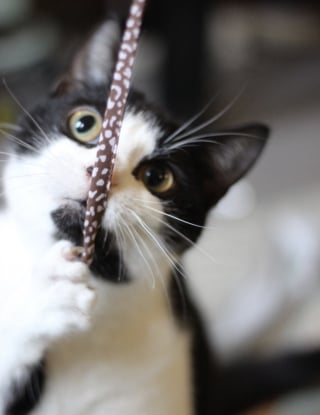 Illustration de l'article : De sortie au bar, ils oublient de nourrir leur chat, mais le f&eacute;lin les retrouve pour r&eacute;clamer son d&icirc;ner (vid&eacute;o)