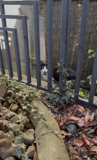 Illustration de l'article : De sortie au bar, ils oublient de nourrir leur chat, mais le f&eacute;lin les retrouve pour r&eacute;clamer son d&icirc;ner (vid&eacute;o)