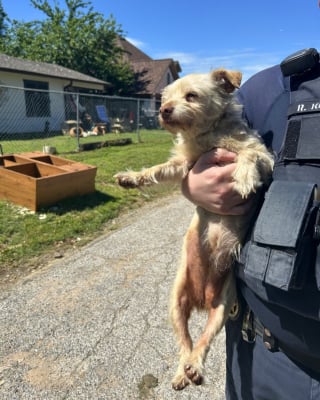 Illustration de l'article : Les retrouvailles poignantes entre une femme et sa chienne retrouv&eacute;e saine et sauve apr&egrave;s 4 ans d'errance