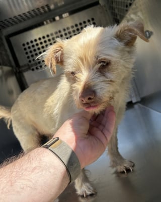 Illustration de l'article : Les retrouvailles poignantes entre une femme et sa chienne retrouv&eacute;e saine et sauve apr&egrave;s 4 ans d'errance