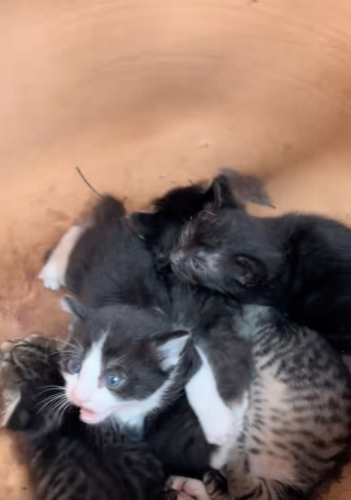 Illustration de l'article : Une chatte met bas dans un pot de fleurs, des employ&eacute;s se mobilisent pour sauver toute la port&eacute;e (vid&eacute;o)