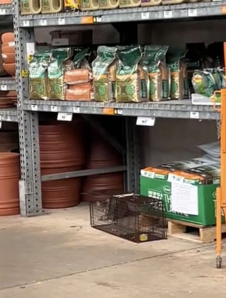 Illustration de l'article : Une chatte met bas dans un pot de fleurs, des employ&eacute;s se mobilisent pour sauver toute la port&eacute;e (vid&eacute;o)