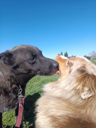 Illustration de l'article : Abandonné après une bagarre avec une autre chienne, ce toutou attend sa seconde chance depuis un an
