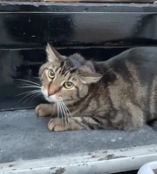 Illustration de l'article : Les locataires d'un immeuble s'organisent pour nourrir et rassurer le chat de leur voisin d&eacute;c&eacute;d&eacute; avec des paniers &agrave; chaque &eacute;tage 