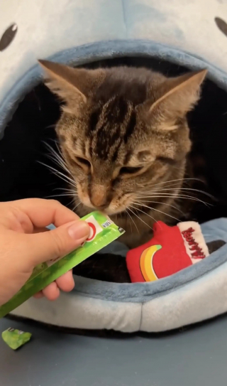 Illustration de l'article : Les locataires d'un immeuble s'organisent pour nourrir et rassurer le chat de leur voisin d&eacute;c&eacute;d&eacute; avec des paniers &agrave; chaque &eacute;tage 