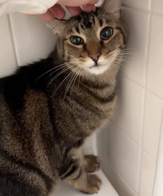 Illustration de l'article : Les locataires d'un immeuble s'organisent pour nourrir et rassurer le chat de leur voisin d&eacute;c&eacute;d&eacute; avec des paniers &agrave; chaque &eacute;tage 