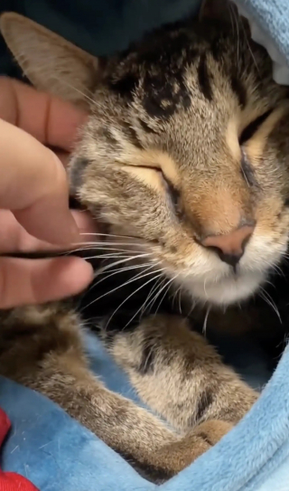 Illustration de l'article : Les locataires d'un immeuble s'organisent pour nourrir et rassurer le chat de leur voisin d&eacute;c&eacute;d&eacute; avec des paniers &agrave; chaque &eacute;tage 