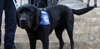 Illustration de l'article : Après avoir aidé plus de 300 personnes dans les tribunaux, Lol, chien précurseur dans le domaine du soutien aux victimes, prend sa retraite