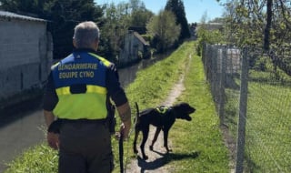 Illustration de l'article : Un chien pisteur vient en aide à des gendarmes en localisant une septuagénaire introuvable depuis 50 heures