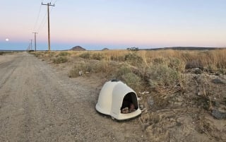 Illustration de l'article : Cette chienne abandonn&eacute;e dans son igloo &laquo; coche toutes les cases &raquo; pour un homme en qu&ecirc;te d'un compagnon calme et au c&oelig;ur doux 