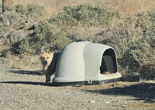Illustration de l'article : Cette chienne abandonn&eacute;e dans son igloo &laquo; coche toutes les cases &raquo; pour un homme en qu&ecirc;te d'un compagnon calme et au c&oelig;ur doux 