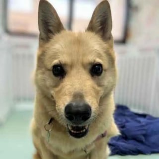 Illustration de l'article : Cette chienne abandonn&eacute;e dans son igloo &laquo; coche toutes les cases &raquo; pour un homme en qu&ecirc;te d'un compagnon calme et au c&oelig;ur doux 