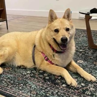 Illustration de l'article : Cette chienne abandonn&eacute;e dans son igloo &laquo; coche toutes les cases &raquo; pour un homme en qu&ecirc;te d'un compagnon calme et au c&oelig;ur doux 