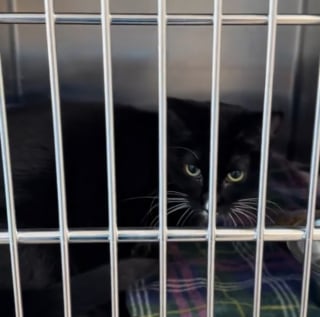 Illustration de l'article : Une chatte tuxedo particuli&egrave;rement timide attend sa nouvelle famille apr&egrave;s avoir gu&eacute;ri de tr&egrave;s graves probl&egrave;mes digestifs (vid&eacute;o)