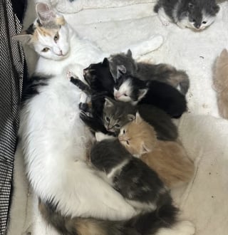 Illustration de l'article : Accueillie par une famille avec ses 8 chatons, une chatte allaitante &eacute;puis&eacute;e parvient &agrave; tenir le cap de la maternit&eacute;