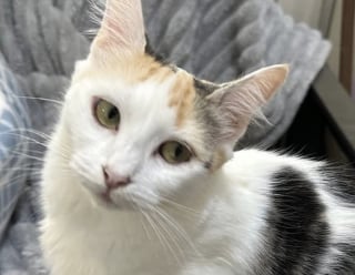 Illustration de l'article : Accueillie par une famille avec ses 8 chatons, une chatte allaitante &eacute;puis&eacute;e parvient &agrave; tenir le cap de la maternit&eacute;