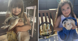 Illustration de l'article : En Angleterre, un lapin disparu durant 4 ans a fait son retour auprès de sa jeune maîtresse lors du dimanche de Pâques