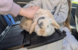 Illustration de l'article : En Angleterre, un lapin disparu durant 4 ans a fait son retour auprès de sa jeune maîtresse lors du dimanche de Pâques