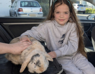 Illustration de l'article : En Angleterre, un lapin disparu durant 4 ans a fait son retour auprès de sa jeune maîtresse lors du dimanche de Pâques