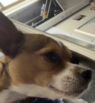 Illustration de l'article : 2 chiens abandonn&eacute;s ensemble et adopt&eacute;s s&eacute;par&eacute;ment offrent une sc&egrave;ne de joie gr&acirc;ce aux retrouvailles secr&egrave;tement organis&eacute;es par leurs ma&icirc;tres (vid&eacute;o)