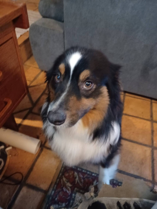 Illustration de l'article : Un Berger Australien qui s'est bless&eacute; en prot&eacute;geant son jeune ma&icirc;tre atteint d'autisme tomb&eacute; dans un foss&eacute; est soign&eacute; gr&acirc;ce &agrave; une cagnotte solidaire