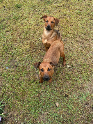 Illustration de l'article : 2 chiennes abandonn&eacute;es, tr&egrave;s craintives et encha&icirc;n&eacute;es &agrave; la porte d'un refuge ont pu &ecirc;tre rassur&eacute;es et prises en charge gr&acirc;ce &agrave; des bulles de savon