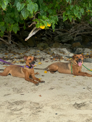 Illustration de l'article : 2 chiennes abandonn&eacute;es, tr&egrave;s craintives et encha&icirc;n&eacute;es &agrave; la porte d'un refuge ont pu &ecirc;tre rassur&eacute;es et prises en charge gr&acirc;ce &agrave; des bulles de savon