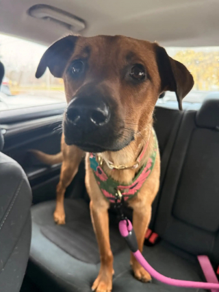 Illustration de l'article : 2 chiennes abandonn&eacute;es, tr&egrave;s craintives et encha&icirc;n&eacute;es &agrave; la porte d'un refuge ont pu &ecirc;tre rassur&eacute;es et prises en charge gr&acirc;ce &agrave; des bulles de savon