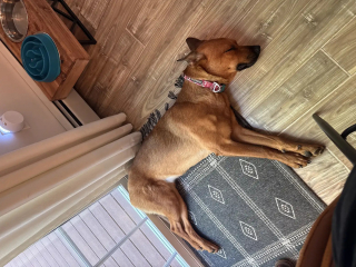 Illustration de l'article : 2 chiennes abandonn&eacute;es, tr&egrave;s craintives et encha&icirc;n&eacute;es &agrave; la porte d'un refuge ont pu &ecirc;tre rassur&eacute;es et prises en charge gr&acirc;ce &agrave; des bulles de savon