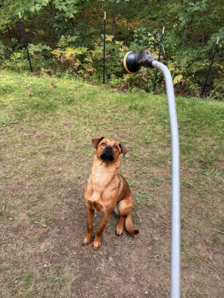 Illustration de l'article : 2 chiennes abandonn&eacute;es, tr&egrave;s craintives et encha&icirc;n&eacute;es &agrave; la porte d'un refuge ont pu &ecirc;tre rassur&eacute;es et prises en charge gr&acirc;ce &agrave; des bulles de savon