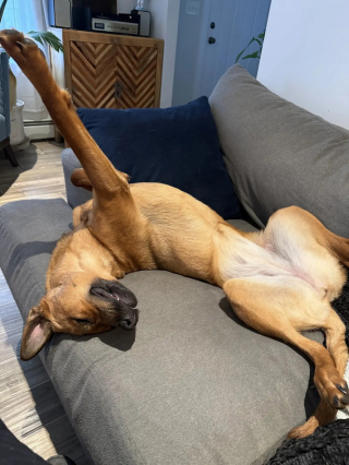 Illustration de l'article : 2 chiennes abandonn&eacute;es, tr&egrave;s craintives et encha&icirc;n&eacute;es &agrave; la porte d'un refuge ont pu &ecirc;tre rassur&eacute;es et prises en charge gr&acirc;ce &agrave; des bulles de savon