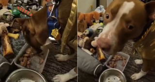 Illustration de l'article : Ce sans-abri se privait de manger pour nourrir son chien, ils ont d&eacute;sormais un mobile-home gr&acirc;ce &agrave; 5 femmes au grand coeur