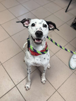 Illustration de l'article : D&eacute;couvert &agrave; l'agonie dans une ruelle, ce Dalmatien survit gr&acirc;ce &agrave; ses sauveurs et trouve une famille aimante