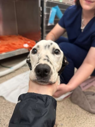 Illustration de l'article : D&eacute;couvert &agrave; l'agonie dans une ruelle, ce Dalmatien survit gr&acirc;ce &agrave; ses sauveurs et trouve une famille aimante