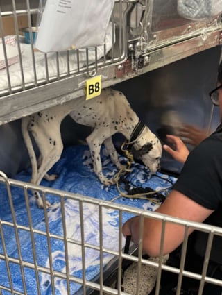 Illustration de l'article : D&eacute;couvert &agrave; l'agonie dans une ruelle, ce Dalmatien survit gr&acirc;ce &agrave; ses sauveurs et trouve une famille aimante