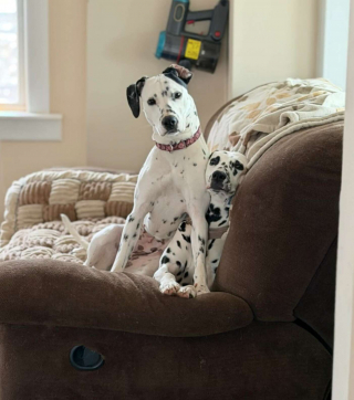 Illustration de l'article : D&eacute;couvert &agrave; l'agonie dans une ruelle, ce Dalmatien survit gr&acirc;ce &agrave; ses sauveurs et trouve une famille aimante