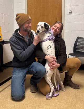 Illustration de l'article : D&eacute;couvert &agrave; l'agonie dans une ruelle, ce Dalmatien survit gr&acirc;ce &agrave; ses sauveurs et trouve une famille aimante