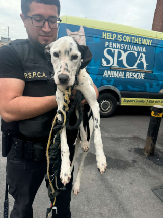 Illustration de l'article : D&eacute;couvert &agrave; l'agonie dans une ruelle, ce Dalmatien survit gr&acirc;ce &agrave; ses sauveurs et trouve une famille aimante