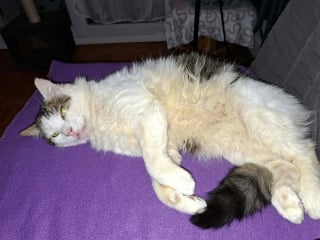 Illustration de l'article : Un refuge de Bretagne cherche activement des familles pour adopter un chien et un chat particuli&egrave;rement &acirc;g&eacute;s