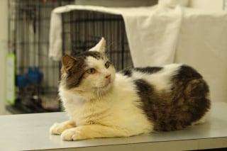 Illustration de l'article : Un refuge de Bretagne cherche activement des familles pour adopter un chien et un chat particuli&egrave;rement &acirc;g&eacute;s