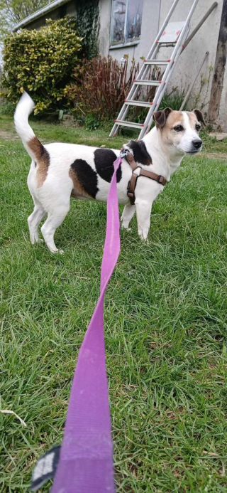 Illustration de l'article : Un refuge de Bretagne cherche activement des familles pour adopter un chien et un chat particuli&egrave;rement &acirc;g&eacute;s