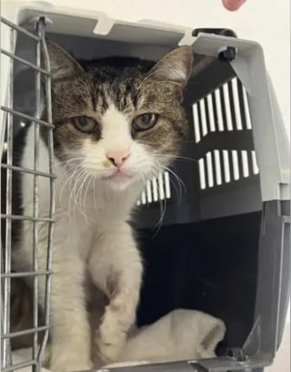 Illustration de l'article : Disparue pendant 5 ans, une chatte identifi&eacute;e gr&acirc;ce &agrave; sa puce retrouve sa famille soulag&eacute;e qu'elle reconna&icirc;t imm&eacute;diatement