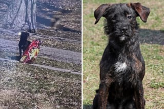 Illustration de l'article : Abandonn&eacute;e dans un parc avec ses croquettes, cette petite chienne se remet doucement de cette &eacute;preuve et cherche un foyer