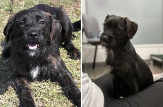 Illustration de l'article : Abandonn&eacute;e dans un parc avec ses croquettes, cette petite chienne se remet doucement de cette &eacute;preuve et cherche un foyer