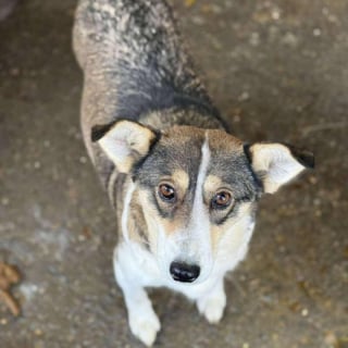 Illustration de l'article : &laquo; Elle a juste besoin d&rsquo;&ecirc;tre aim&eacute;e &raquo;, cette chienne qui a perdu ses chiots attend une famille pleine d'amour