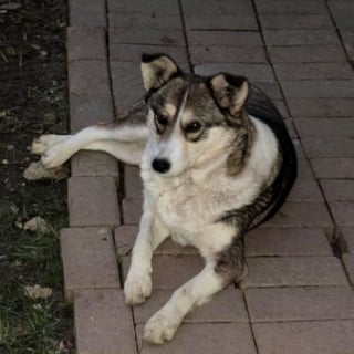 Illustration de l'article : &laquo; Elle a juste besoin d&rsquo;&ecirc;tre aim&eacute;e &raquo;, cette chienne qui a perdu ses chiots attend une famille pleine d'amour