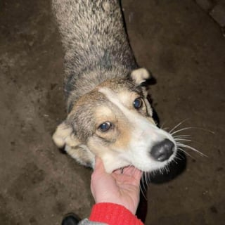 Illustration de l'article : &laquo; Elle a juste besoin d&rsquo;&ecirc;tre aim&eacute;e &raquo;, cette chienne qui a perdu ses chiots attend une famille pleine d'amour